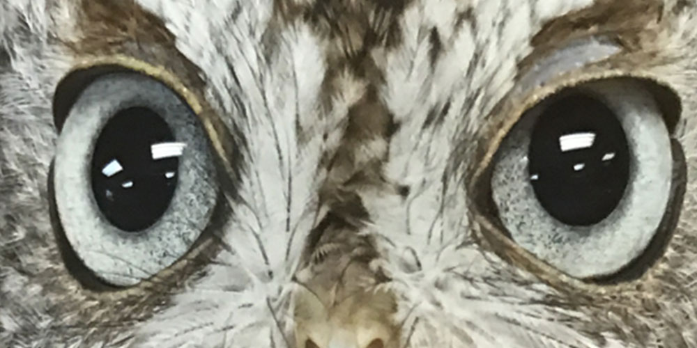 image of owl eyes