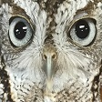 image of owl eyes